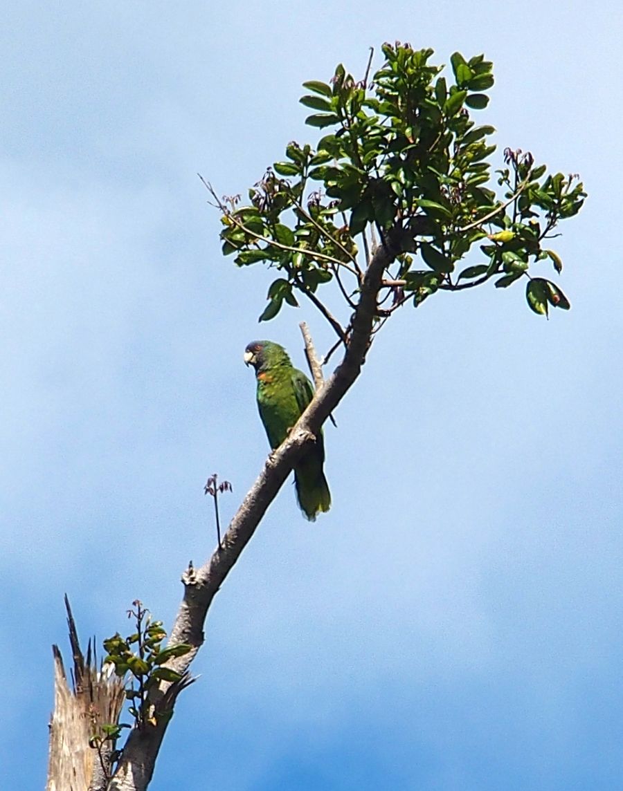 Jaco papagaj